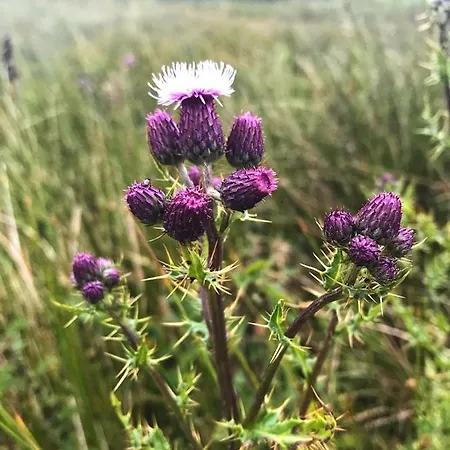 The Garsdale - Goats And Oats At Garsdale