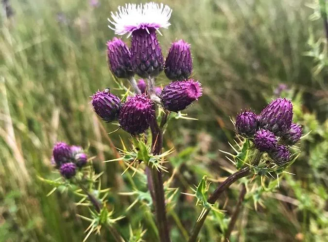 The Garsdale - Goats And Oats At Garsdale